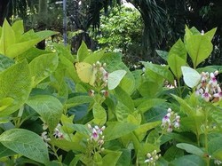 Dapat Sertifikat, Taman Bungkul dan Apsari Resmi Aset Pemkot Surabaya