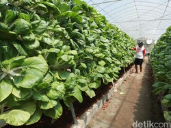 Merasa Sudah Cukup Makan Serat? Cek Dulu Sumbernya Tepat atau Tidak