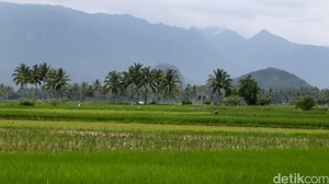 Nusron Tegaskan Siapa Saja yang Lakukan Alih Fungsi Lahan Sawah Bisa Dibui!
