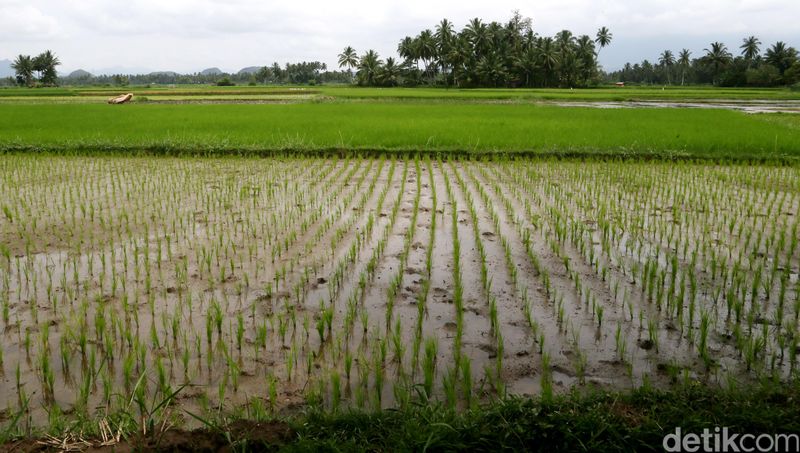 Hamparan sawah. dikhy sasra/ilustrasi/detikfoto