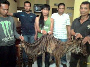 Lama Diincar, Jaringan Pemburu Harimau Sumatera di Bengkulu Dibekuk