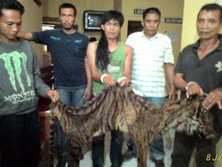 Lama Diincar, Jaringan Pemburu Harimau Sumatera di Bengkulu Dibekuk