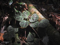 2 Jenis Baru Begonia Kembali Ditemukan di Kawasan Gunung Leuser Sumatera Utara