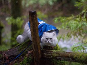 Kenalkan, Gandalf Si Kucing yang Senang Sekali Traveling