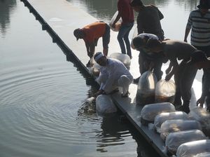 5 Ton Ikan Hias Disebar di Situ Buleud, Pemancing Dilarang Masuk!