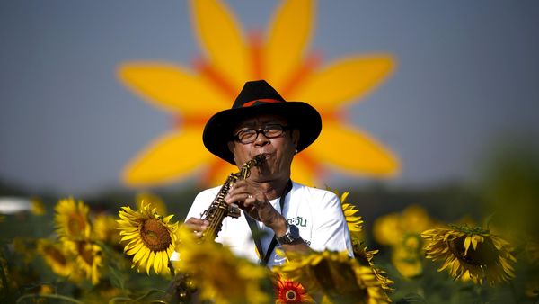 Menikmati Taman Bunga Matahari di Bangkok