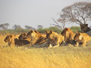 Ternyata, Hewan di Sabana Afrika Lebih Takut Manusia daripada Singa! Ternyata, Hewan di Sabana Afrika Lebih Takut Manusia daripada Singa!