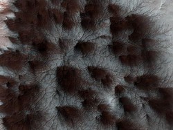 Menakjubkan! NASA Temukan Gambar Laba-laba di Planet Mars