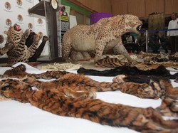 KLHK Tangkap Penjual Hewan Langka di Kedoya, Sita Kulit Macan Sampai Beruang