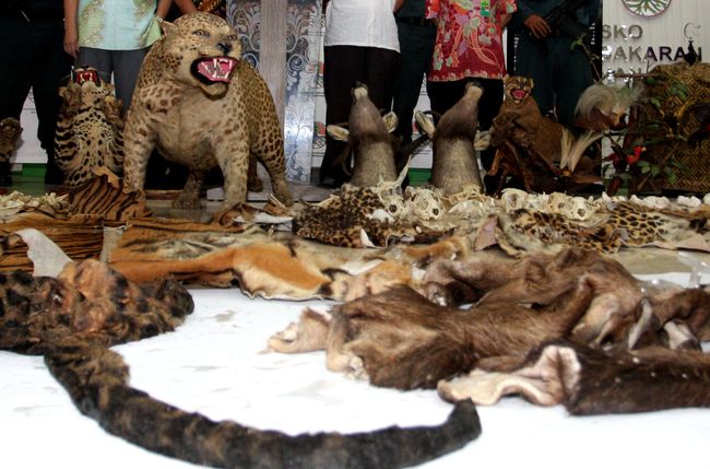 KLHK Amankan Kulit Hewan Langka