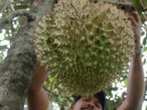 Durian Rosulin Seberat 10 Kg Digemari Hingga ke Pulau Jawa
