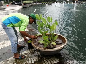 Perawatan Taman Bundaran HI
