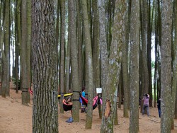 Hutan Pinus Mangunan yang Kini Ramai Wisatawan