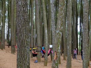 Seputar Hutan Pinus Mangunan, Wisata Instagramable di Yogyakarta Seputar Hutan Pinus Mangunan, Wisata Instagramable di Yogyakarta