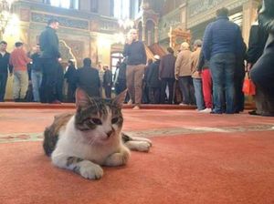 Miaaaw! Ada Masjid Kucing di Turki