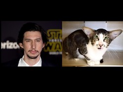 Heboh! Wajah Kucing Ini Disebut Mirip Kylo Ren