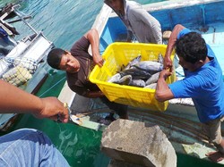 Penuhi 2 Syarat Ini, RI Bisa Kuasai Pasar Ekspor Ikan Dunia