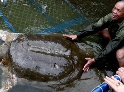 Duka Rakyat Vietnam Atas Kematian Kura-kura Langka