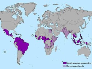 Pria Australia Dilaporkan Terinfeksi Zika Setelah Digigit Monyet di Bali