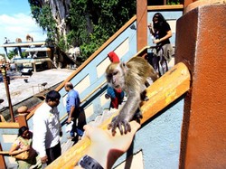 Kawanan Kera Jinak di Batu Cave, Malaysia