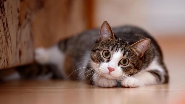 Ilustrasi kucing lucu