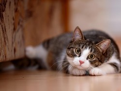 10 Cara Menghilangkan Bau Pesing Kucing di Lantai, Ampuh dan Bersih!