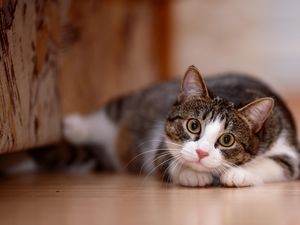 Cakaran Kucing Bikin Nenek Ini Keracunan Darah hingga Koma Cakaran Kucing Bikin Nenek Ini Keracunan Darah hingga Koma