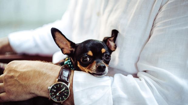 Ilustrasi Anjing Chihuahua