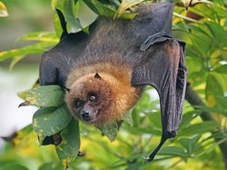 5 Fakta Unik Kelelawar, Satu-satunya Mamalia Terbang hingga Kotoran Peledak