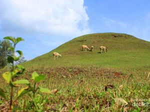 Bukan Bromo, Ini Bukit Teletubbies di Sleman
