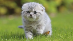 Kisah Wanita Muslim Masuk Neraka gegara Seekor Kucing