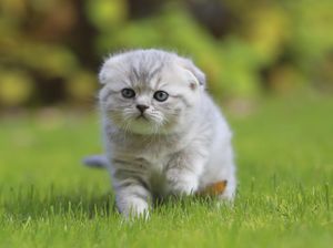 Kisah Wanita Muslim Masuk Neraka gegara Seekor Kucing Kisah Wanita Muslim Masuk Neraka gegara Seekor Kucing