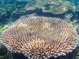 Begini Indahnya Alam Bawah Laut Pulau Bangka Begini Indahnya Alam Bawah Laut Pulau Bangka