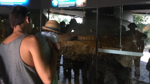Komodo & Ular Piton Asli Indonesia di Kebun Binatang Sydney