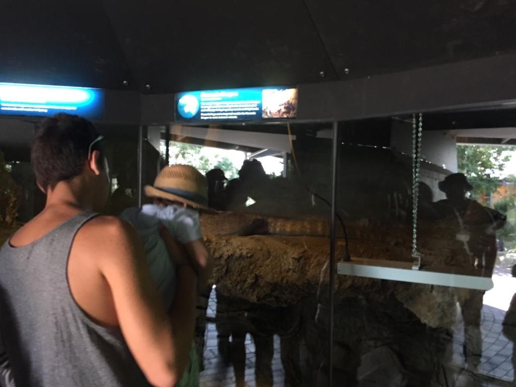 Komodo & Ular Piton Asli Indonesia di Kebun Binatang Sydney Komodo & Ular Piton Asli Indonesia di Kebun Binatang Sydney