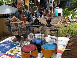 Kicau Mania: Hobi Rakyat Sampai Pejabat, dari Pleci Sampai Cucak Rowo