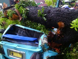 Angkot Tertimpa Pohon di Makassar, Seorang Penumpang Tewas