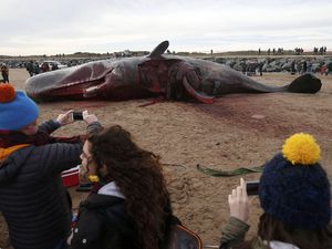 2 Paus Mati di Pantai Skegness