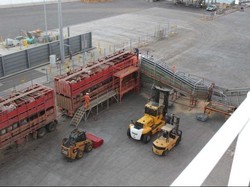 Ekspor Sapi ke Indonesia Membuat Kota Townsville Sibuk