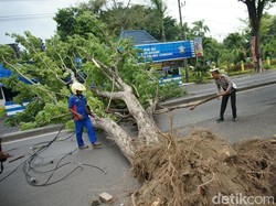 Pohon Tumbang Timpa Pos Polisi, Jalur Antar Provinsi Macet 2 Km