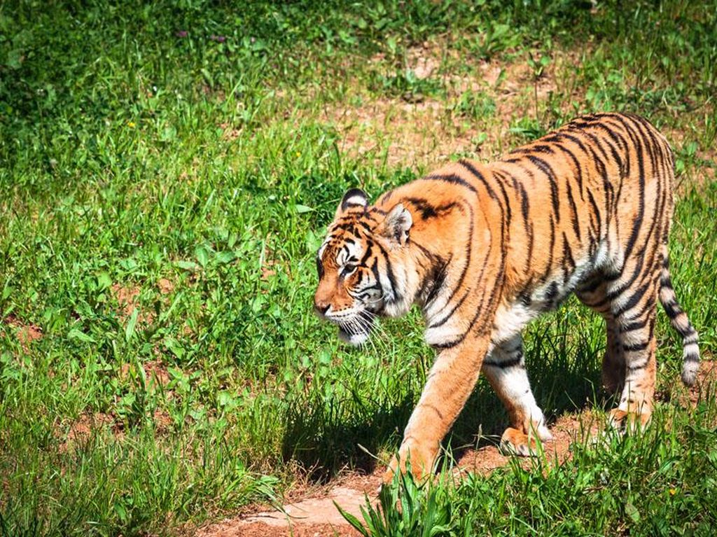 Penjaga Kebun Binatang Tewas Diterkam Harimau