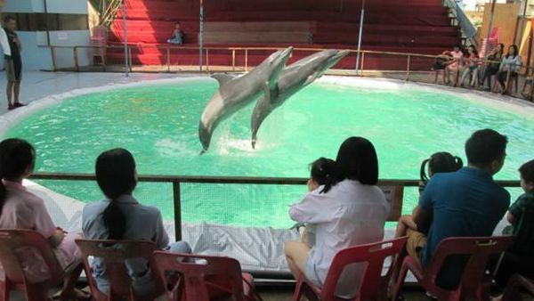 10 Hewan Paling Cerdas di Dunia, Ada yang Mengagetkan