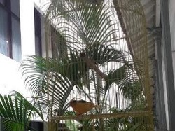 Kicau Mania, Kisah 2 Burung di Dalam Sangkar di Depan Kantor Ahok