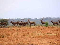 Taruh Ponsel & Jelajahi Serunya 4 Taman Nasional Eksotis