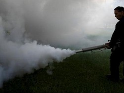 Vaksin Virus Zika Baru akan Ditemukan 10 Tahun Lagi