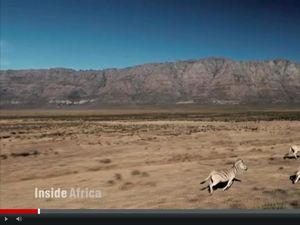 Ilmuwan Berhasil Hidupkan Quagga, Hewan Mirip Zebra yang Telah Punah