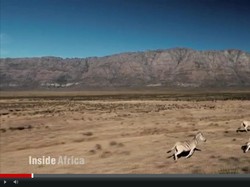 Ilmuwan Berhasil Hidupkan Quagga, Hewan Mirip Zebra yang Telah Punah