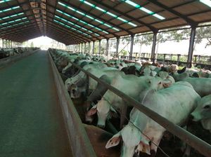 Mendag Jamin Impor Sapi dari India Tidak Akan Langgar Aturan