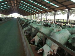 Mendag Jamin Impor Sapi dari India Tidak Akan Langgar Aturan