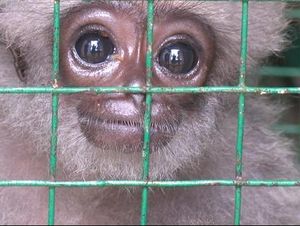 Warga Medan Serahkan Owa dan Siamang ke BBKSDA